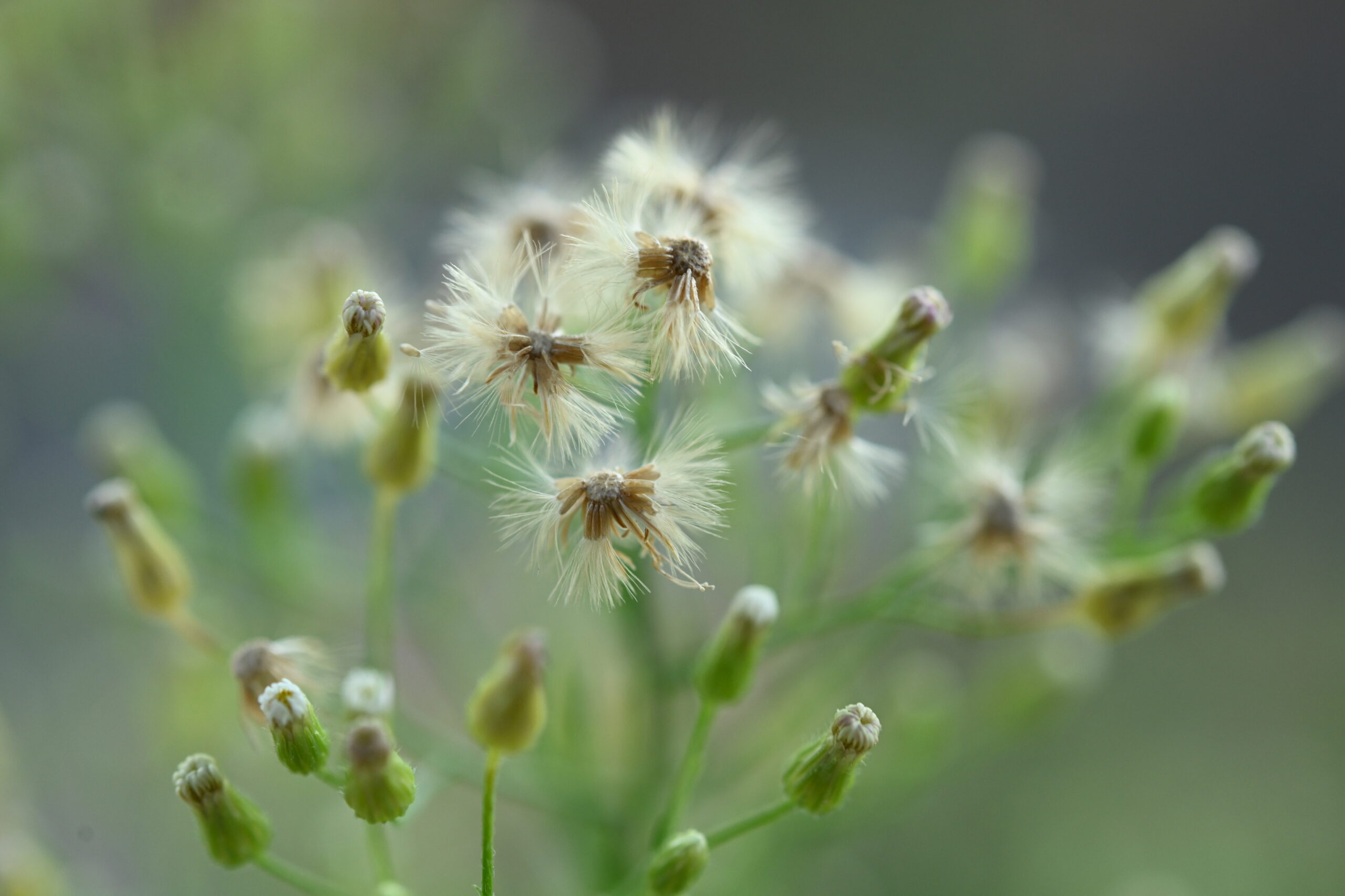Close-up of Marestail plant, detailed nature shot for CruVideos content